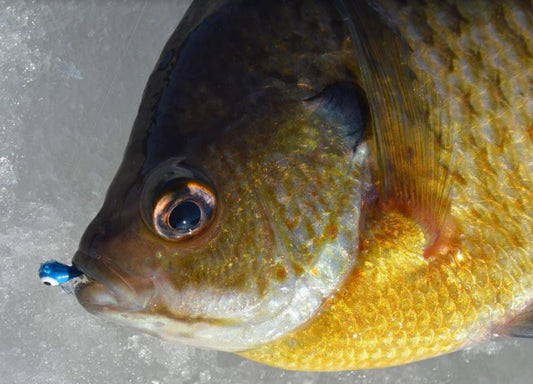 DARK BLUE GLOW TUNGSTEN JIG