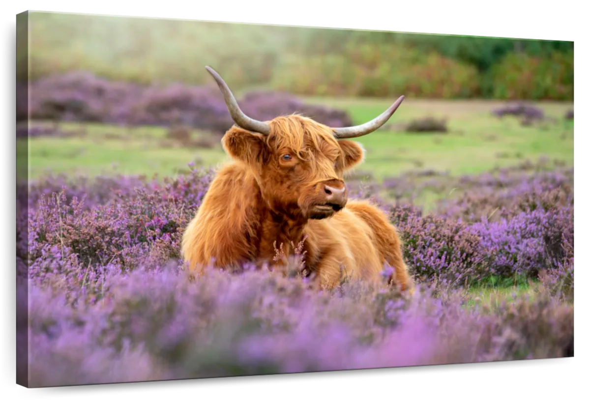 Highland Cow Paradise Wall Art