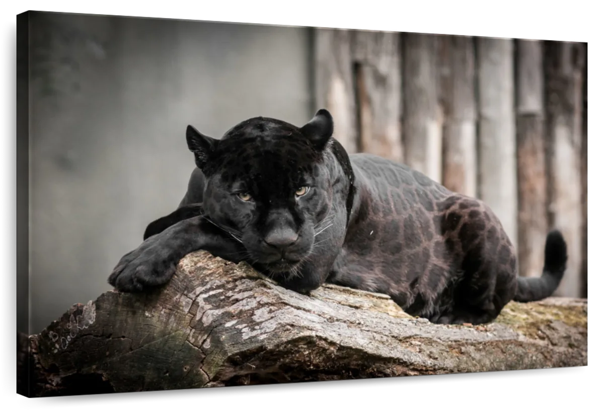 Lounging Black Panther Wall Art