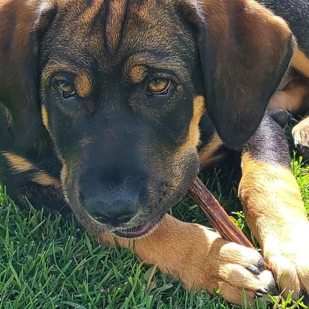 6 Inch Beef Jerky Stick