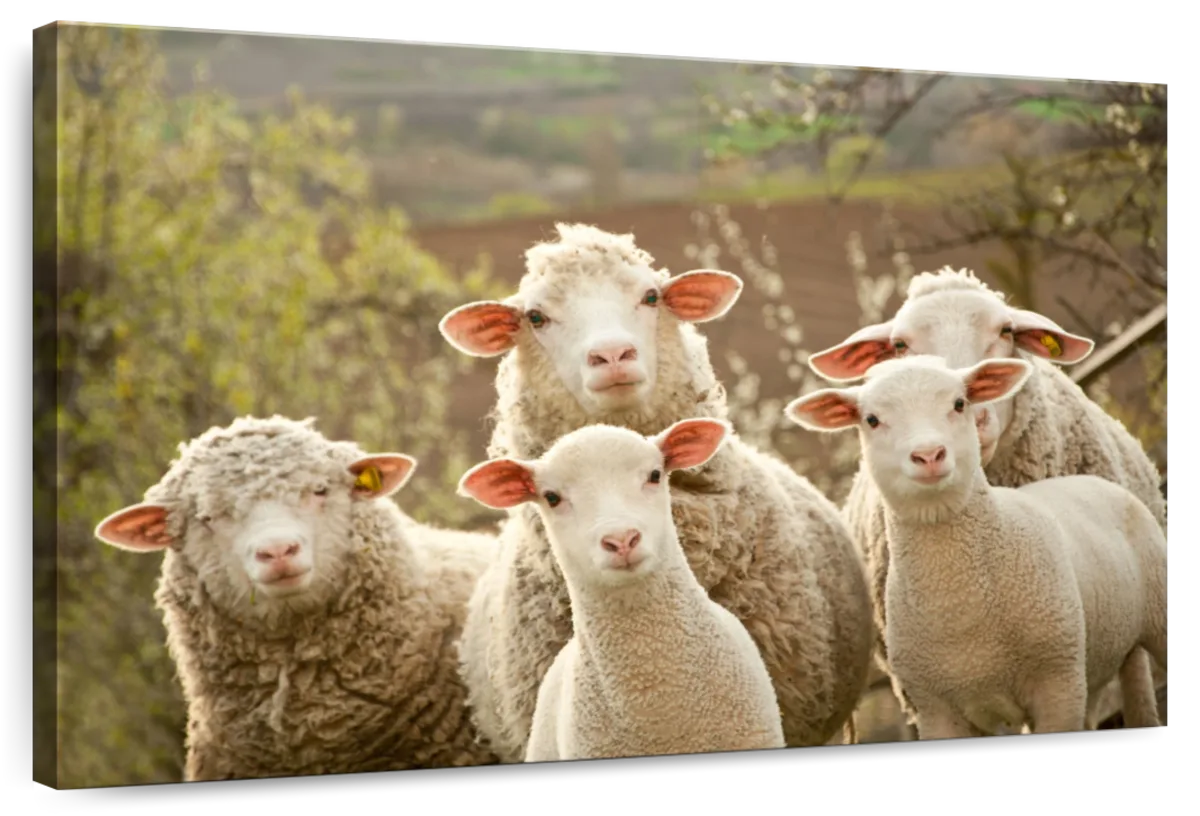 Stunned Sheep Wall Art