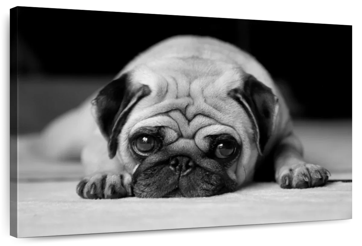 Sad Pug Wall Art