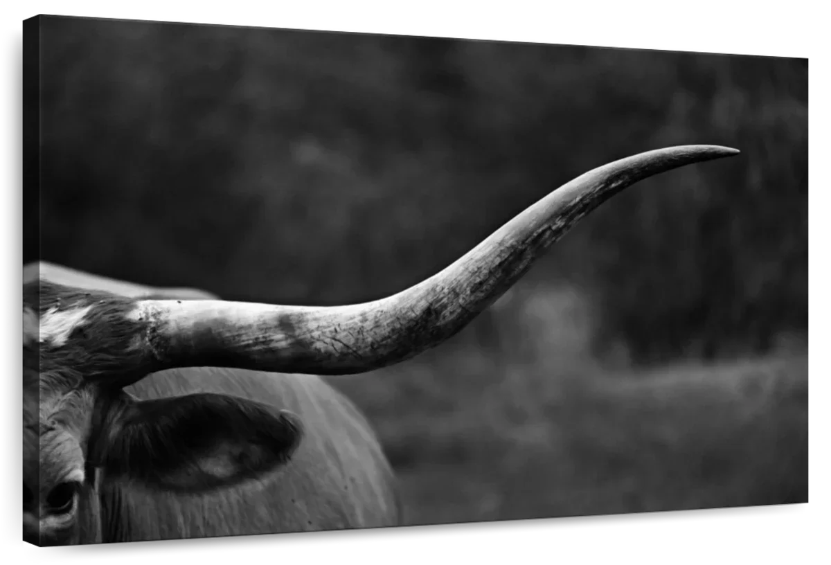 Texas Longhorn Cattle Wall Art
