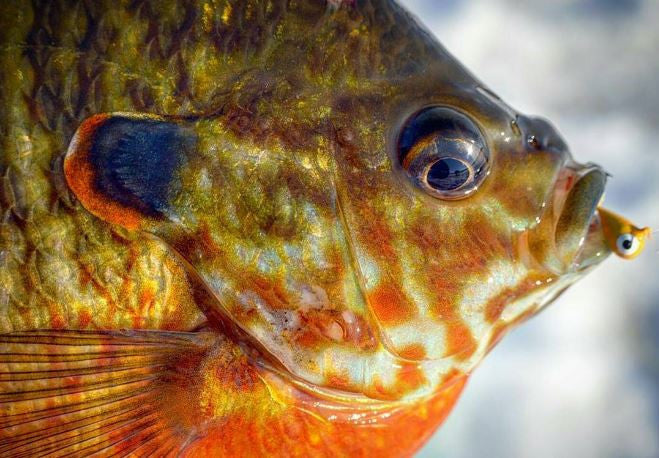 SCHOOL BUS YELLOW TUNGSTEN JIG