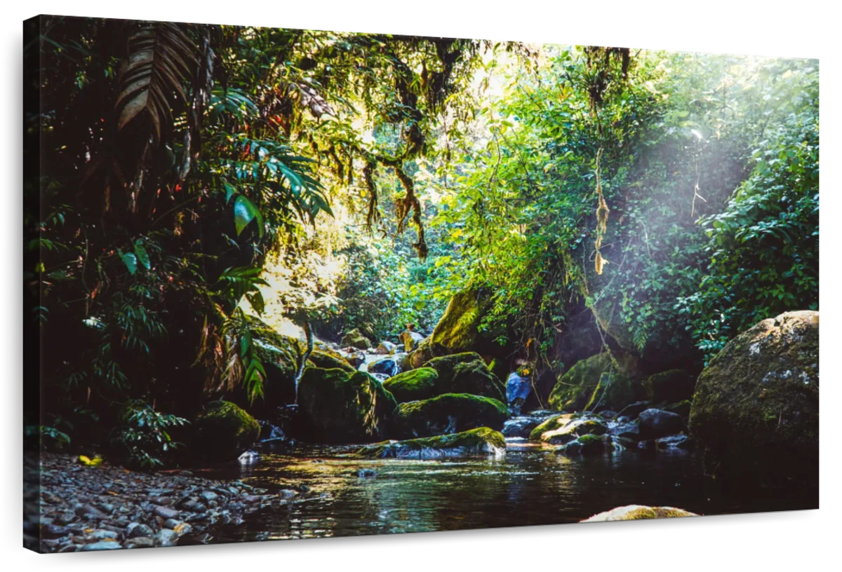 Forest In Panama Wall Art