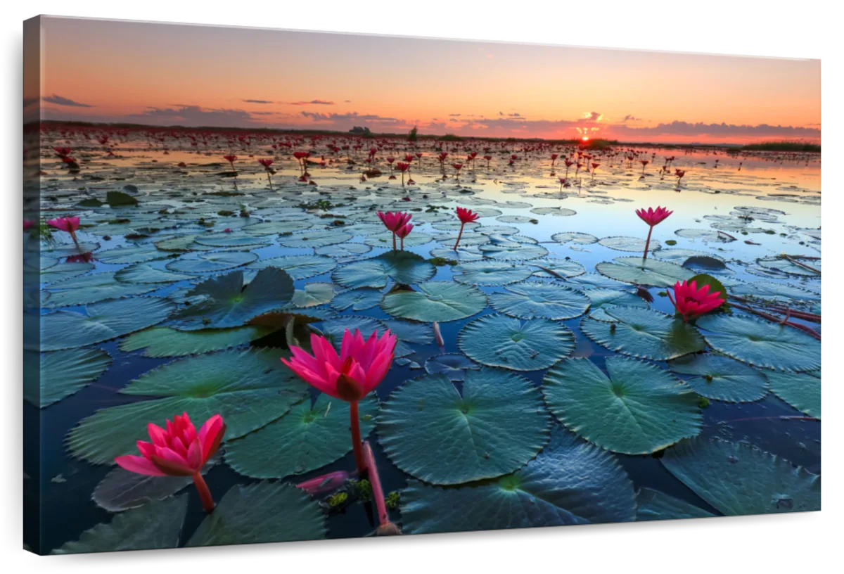 Lake Nong Harn Lotus Wall Art