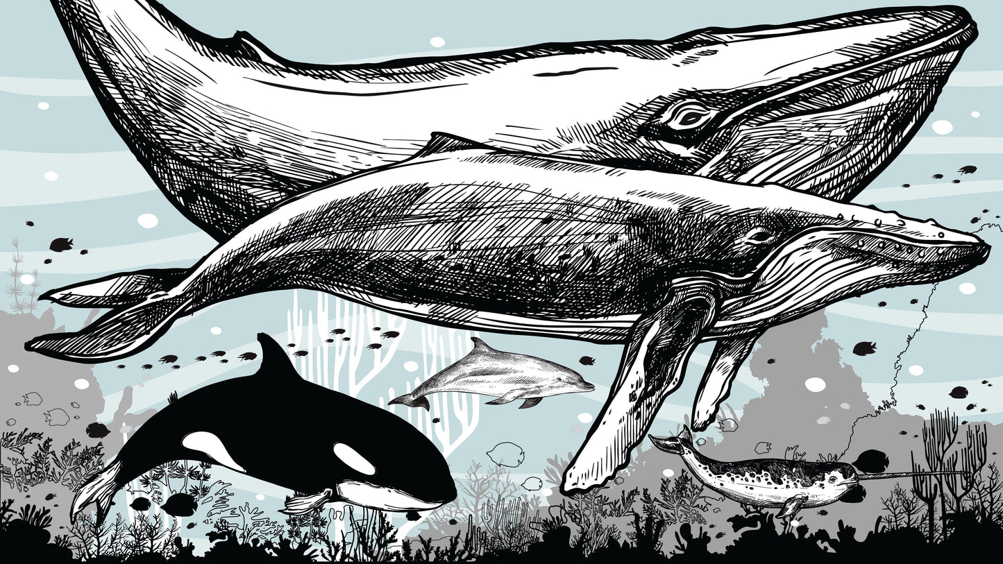 Whale, Dolphin, Killer Whale Wall Mural. Underwater Sea Life Drawing Design. Peel and Stick Wall Mural. #6354