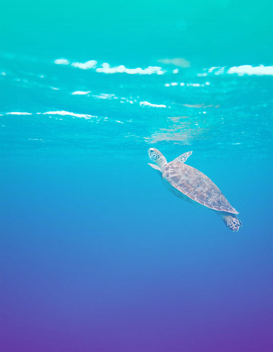 Swimming Sea Turtle Coming Up for Air Wall Mural. Pastel Color Sea Life. Peel and Stick Wallpaper. #6406