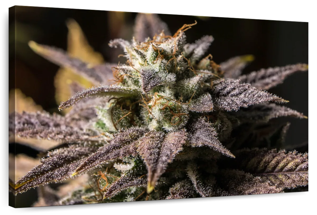 Marijuana In Winter Wall Art