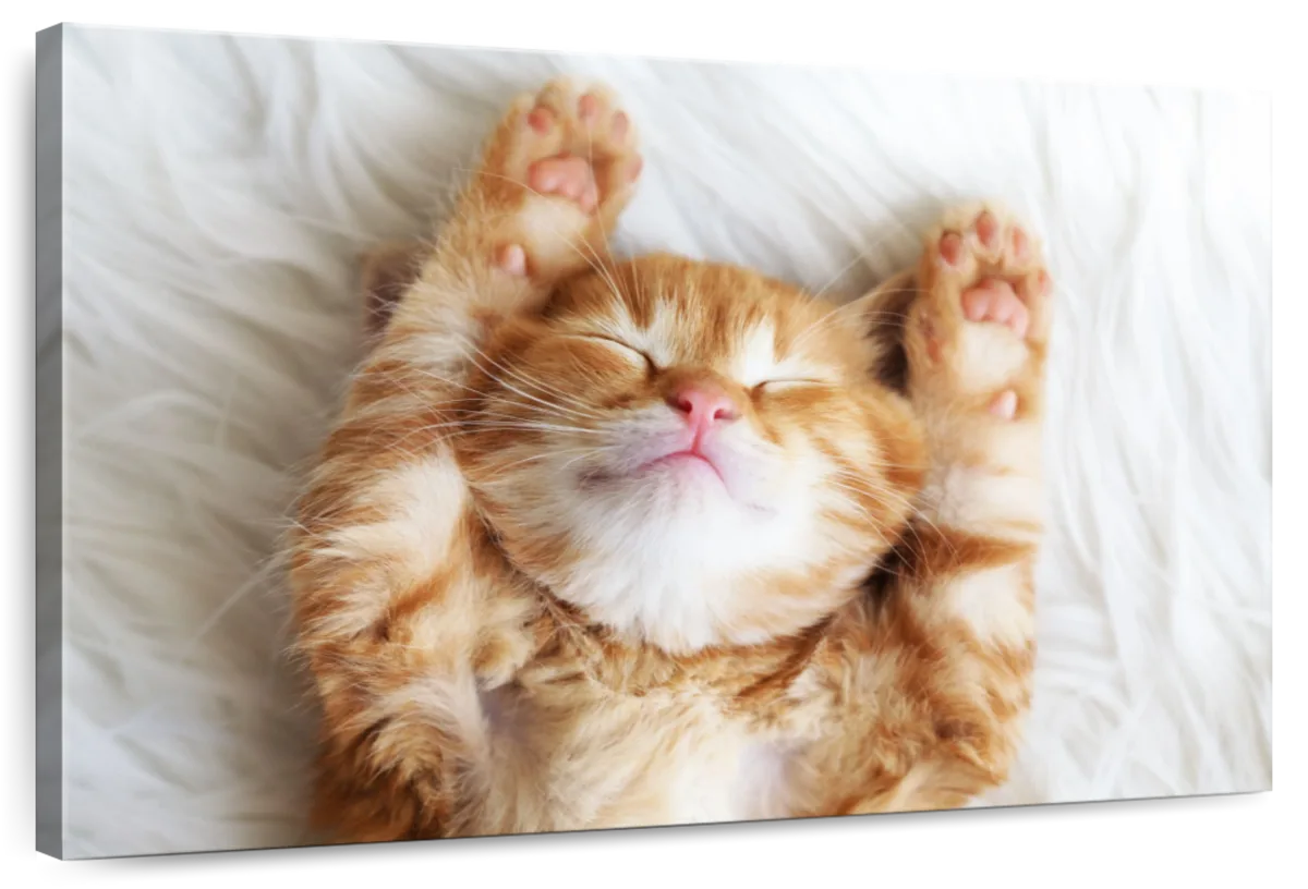 Sleepy Kitty Wall Art