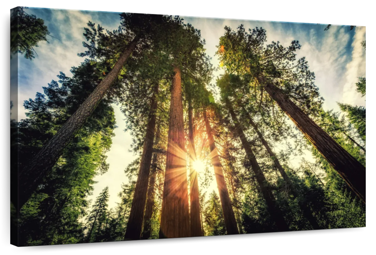 Redwood Trees Sunset Wall Art