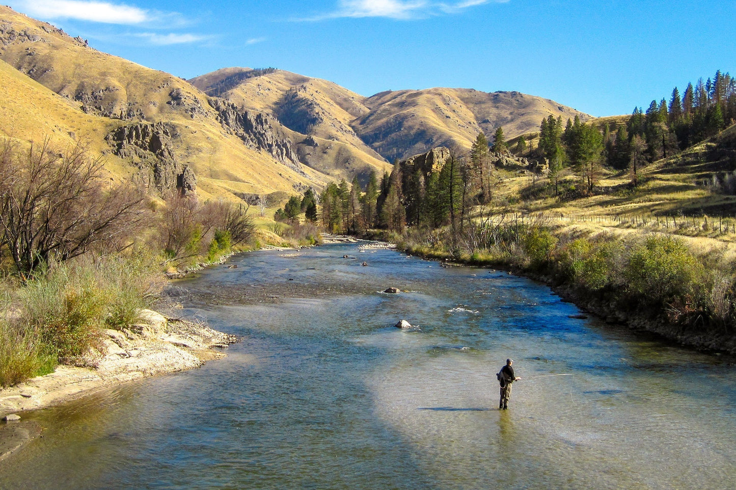 3 Pack Light Cahill Classic Trout Dry Fly Fishing Fly - Hook Size 16