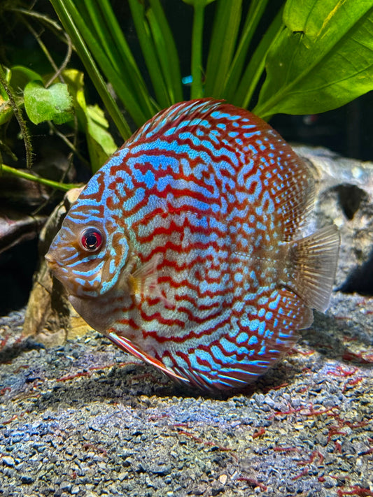 Snow White Discus (Symphysodon sp.) 4"