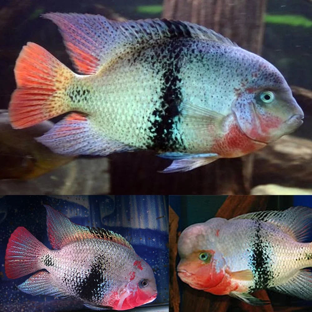 Black Belt Cichlid (Vieja Maculicauda)