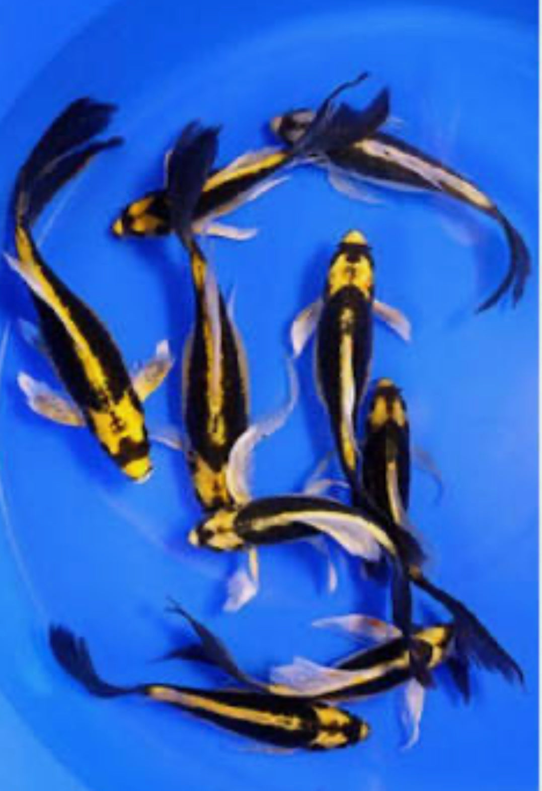 Mayan koi short body