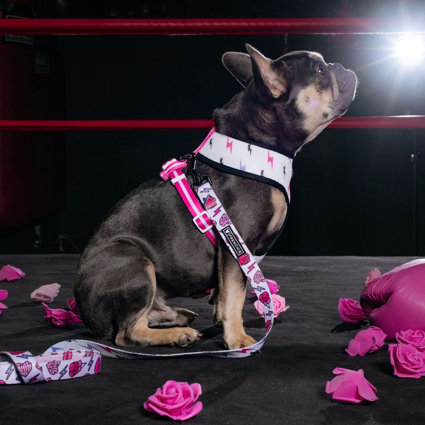 Frenchie Duo Reversible Harness - Girl Power