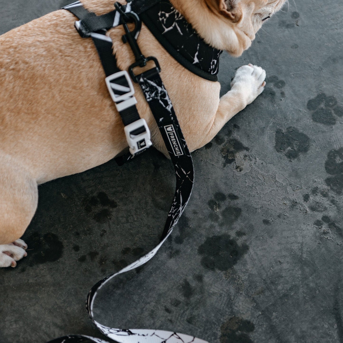 Frenchie Comfort Leash - Black Marble