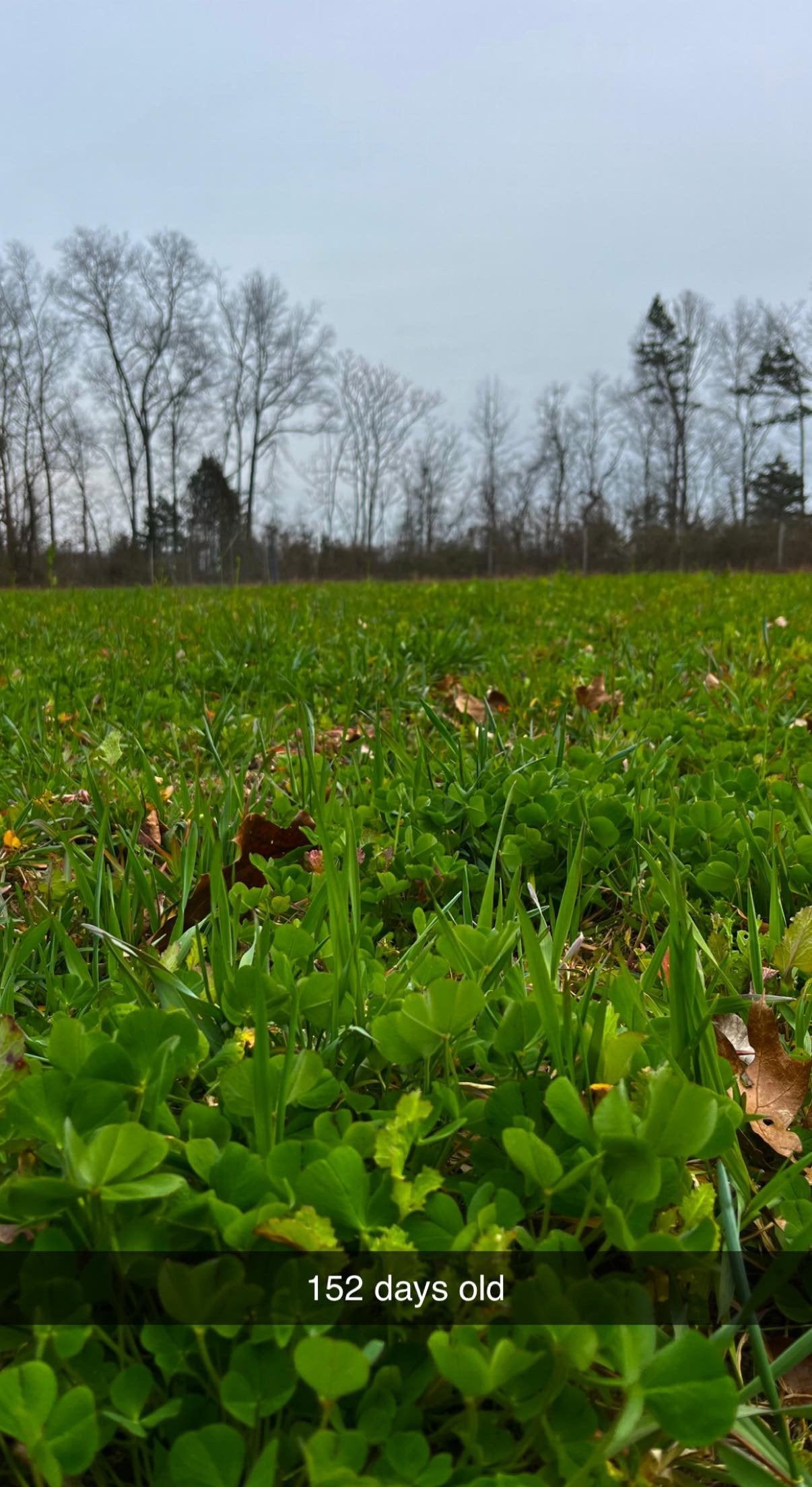 Hall Pass™ Food Plot Seed