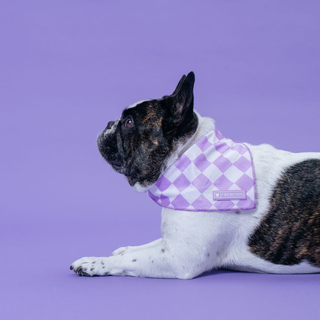 Frenchie Cooling Bandana - Solid Lavender