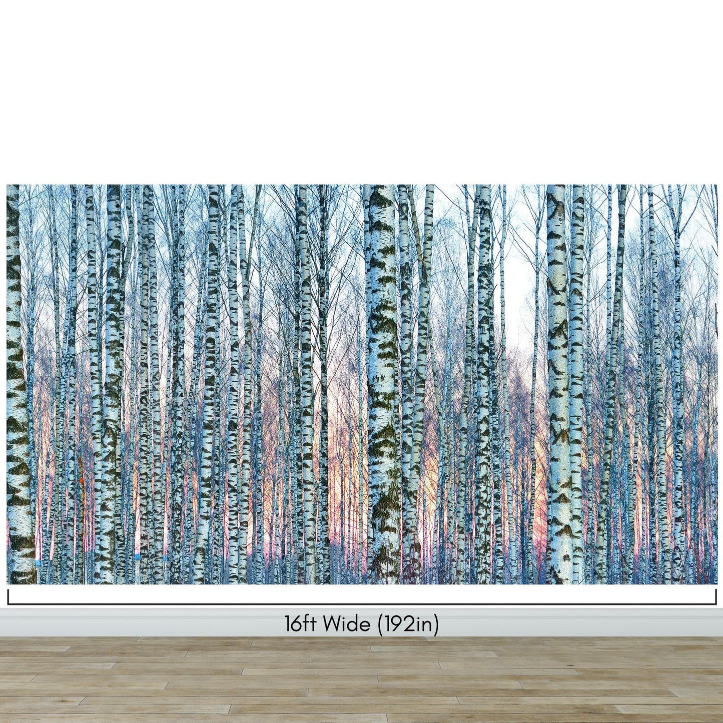 White Birch Tree Forest Wall Mural Wallpaper. Sunset Scenery. #6246