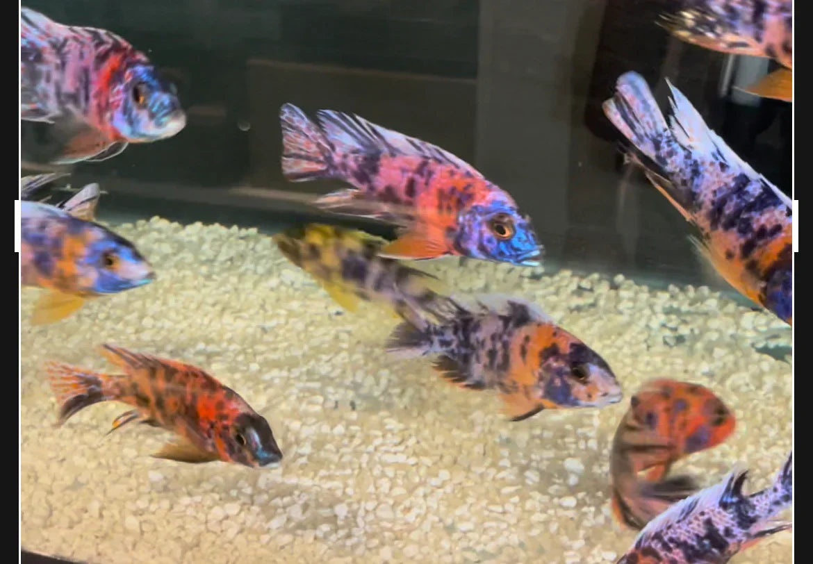 OB Peacock Cichlids (Red/Pink/Purple/Blue)