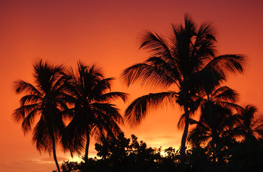 Portraits of Paradise