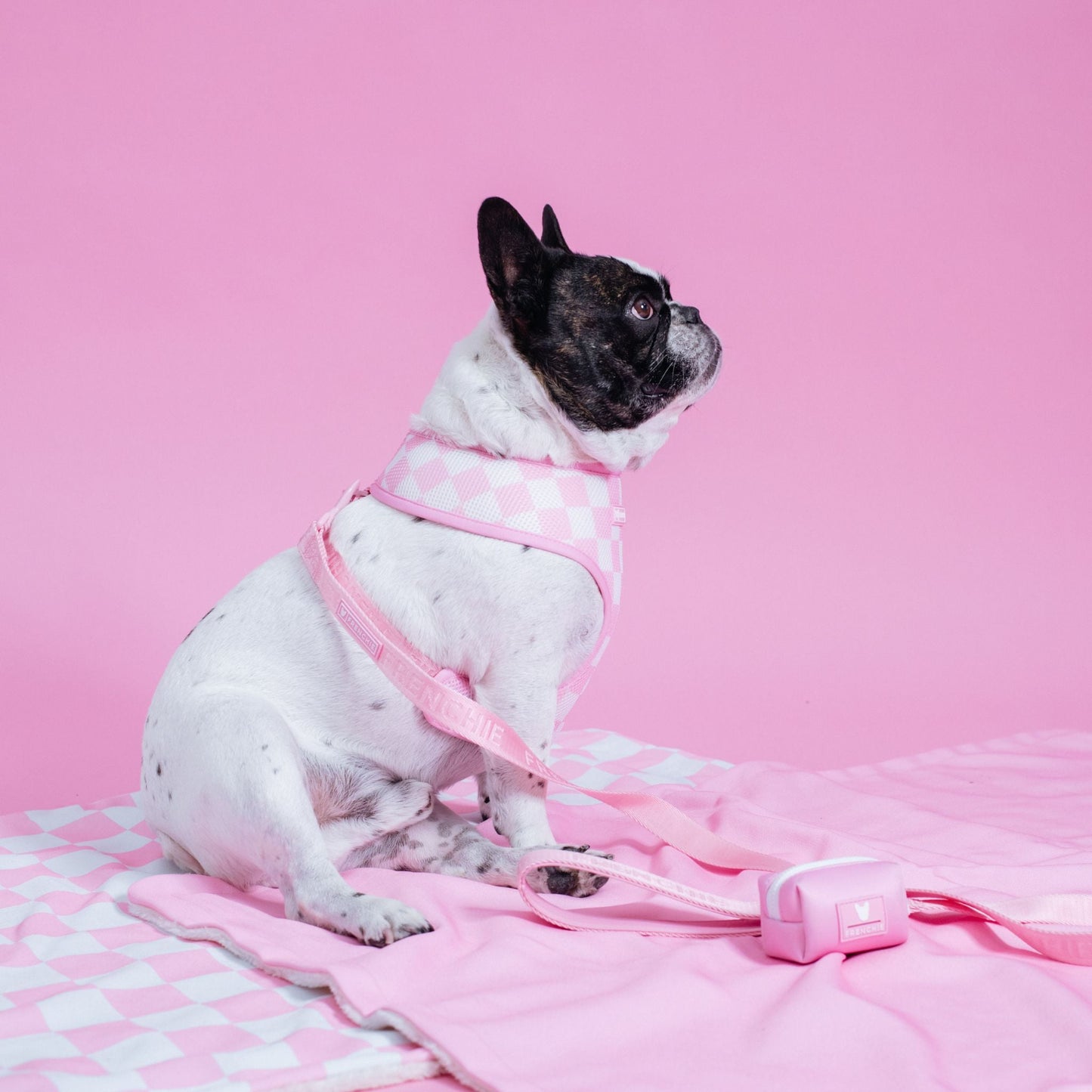 Frenchie Duo Reversible Harness - Solid Pink Bubblegum