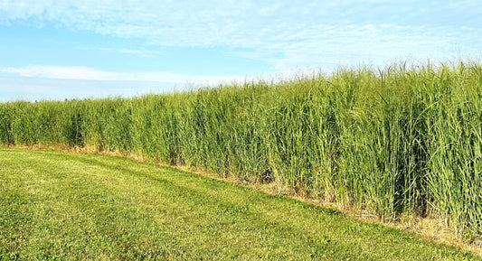 RC Big Rock Switchgrass
