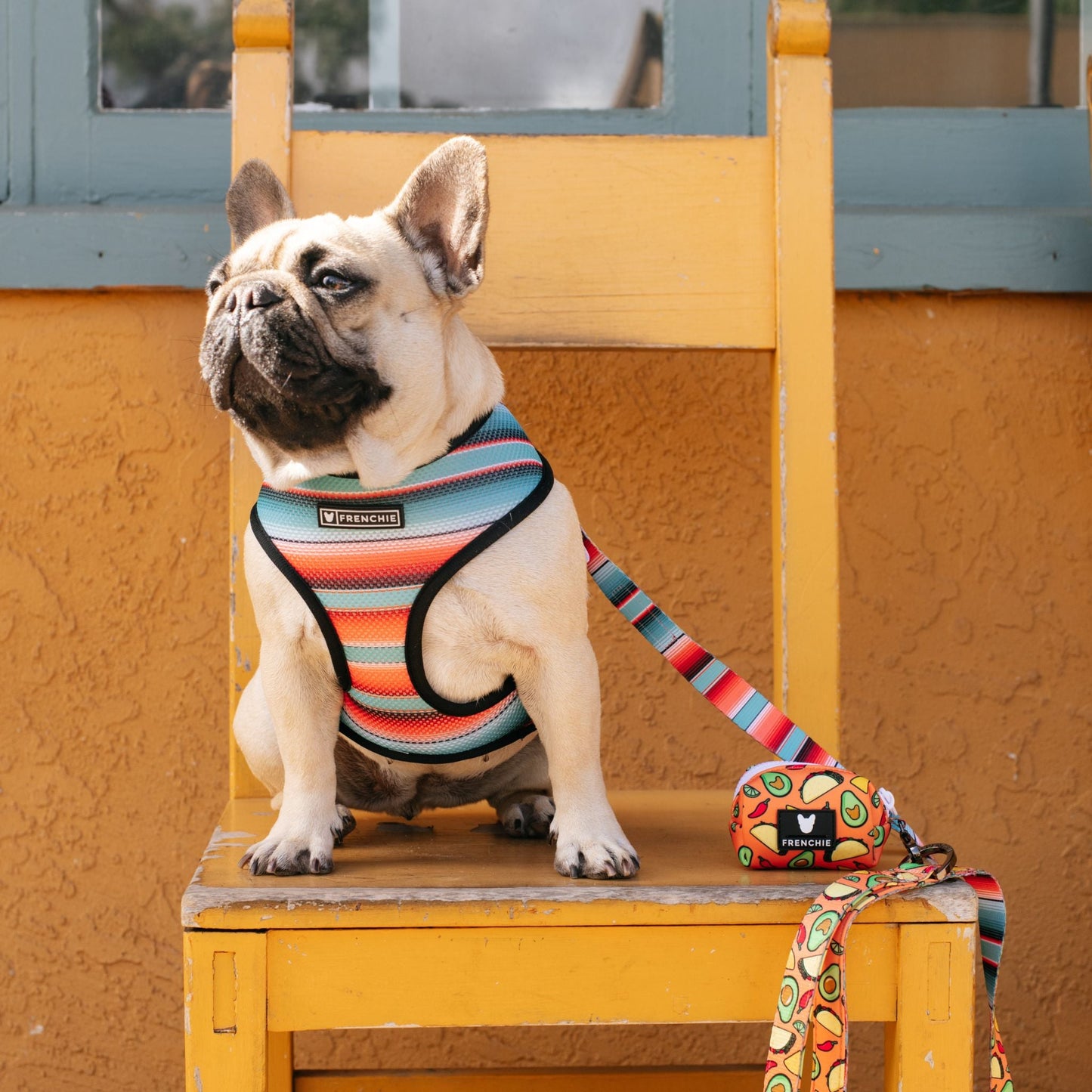 Frenchie Duo Reversible Harness - Taco Tuesday- Orange