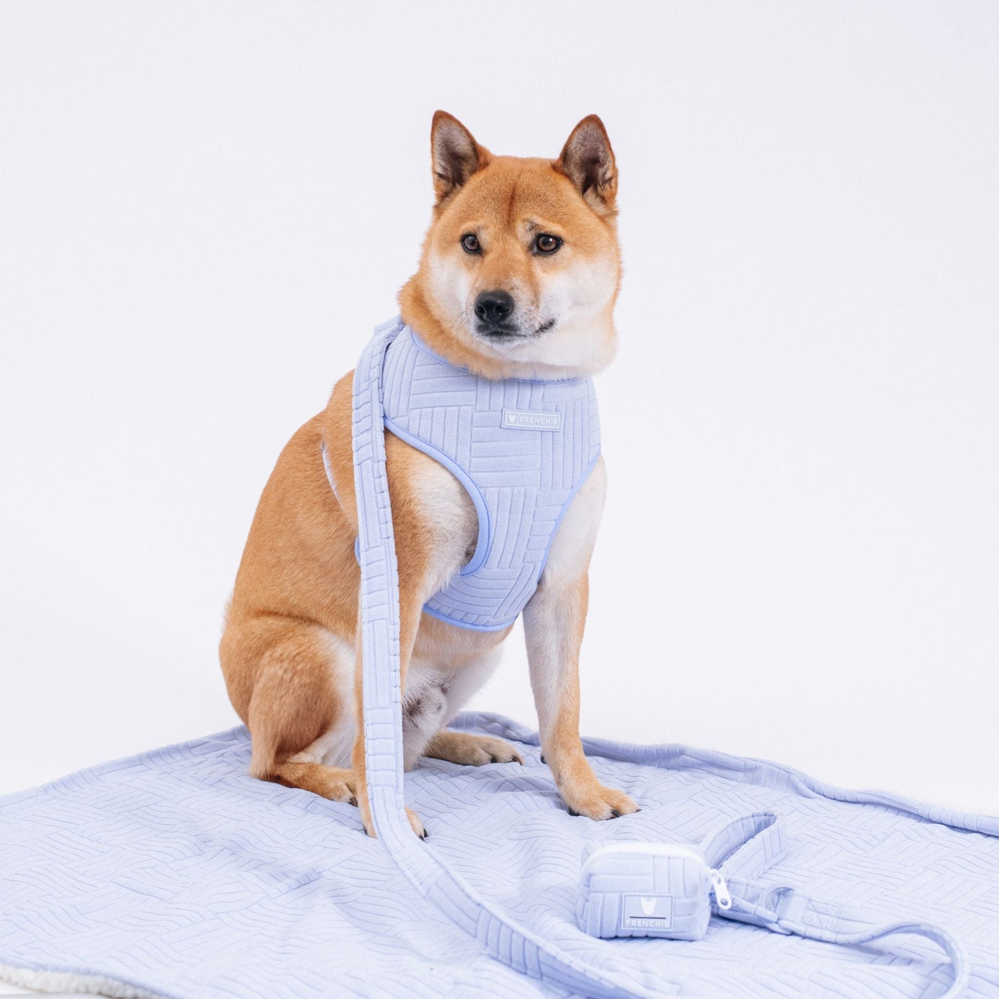 Frenchie Comfort Leash - Terry (Blue)