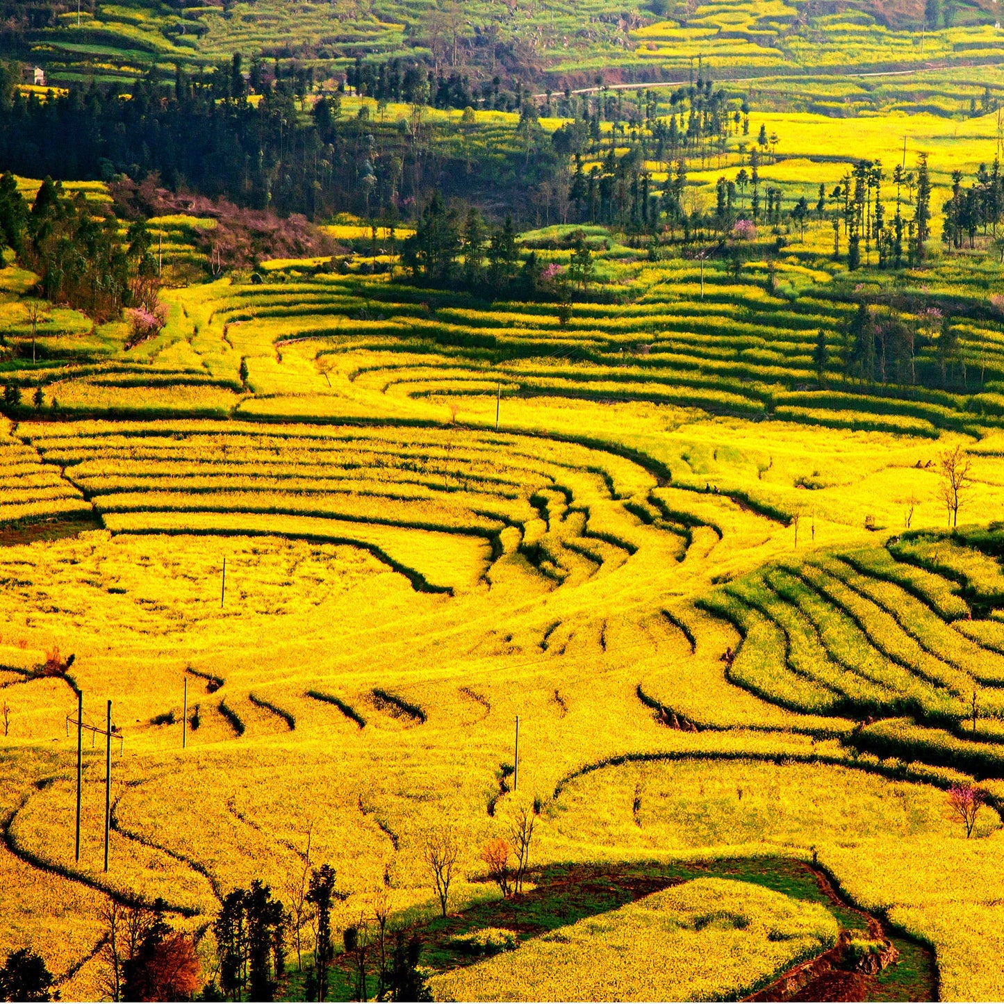 Ground Yellow Mustard