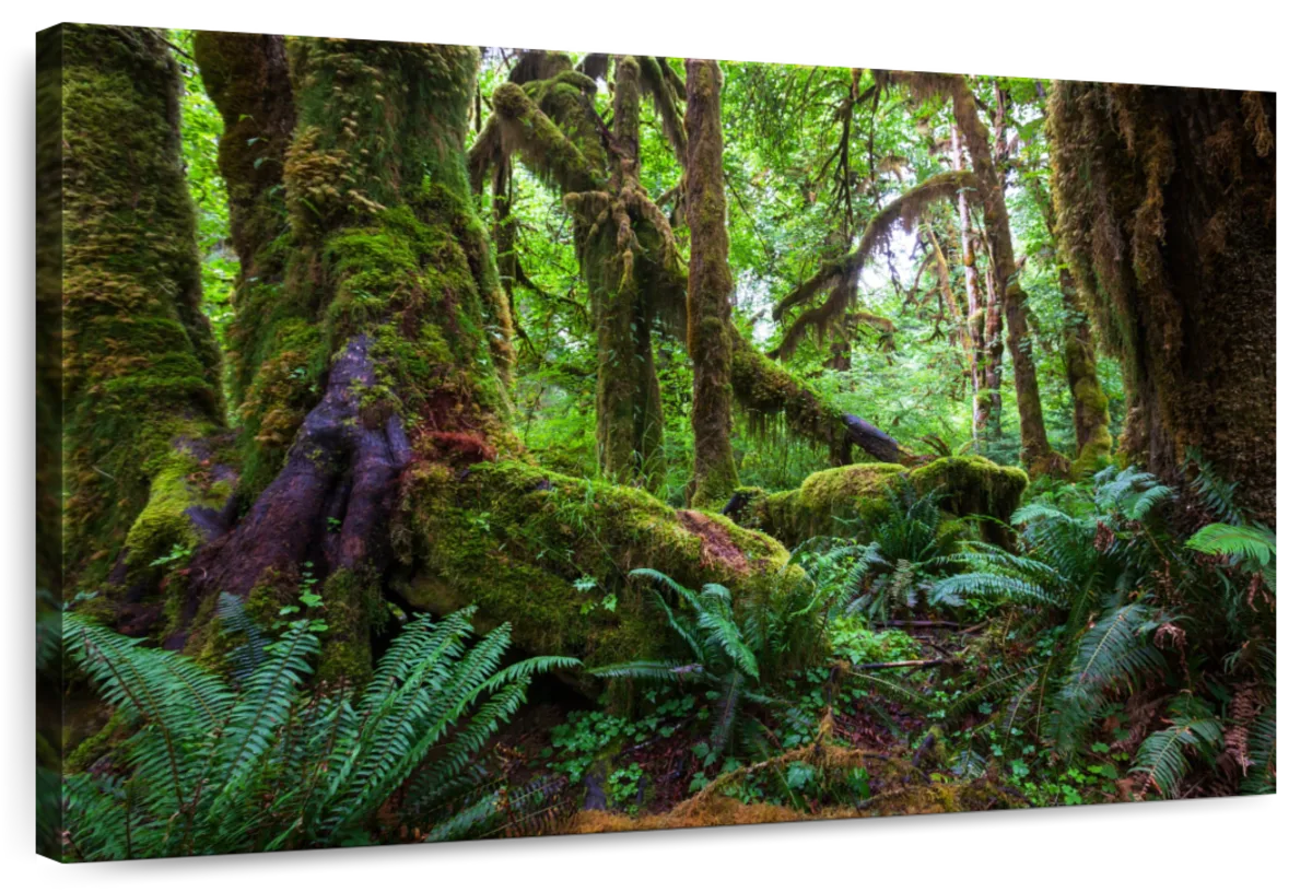 Mossy Rainforest Wall Art