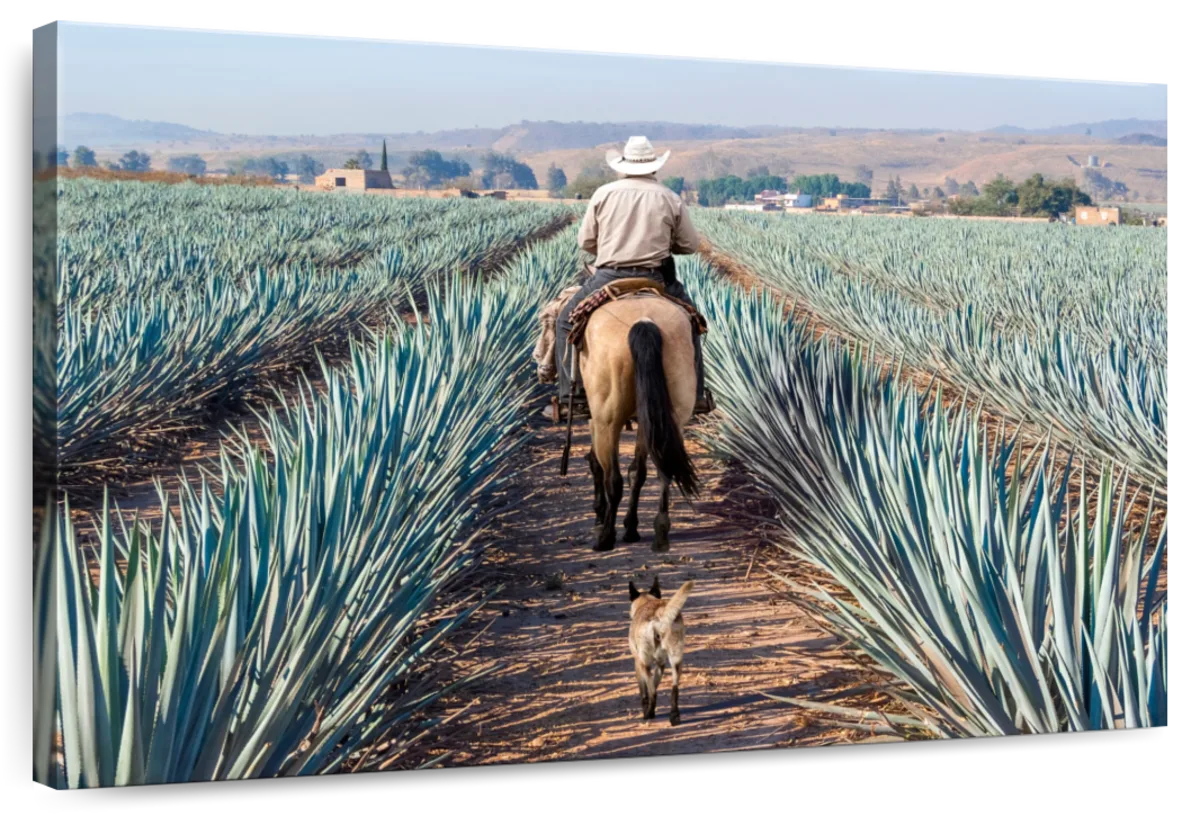 Inspecting Agave Plantation Wall Art