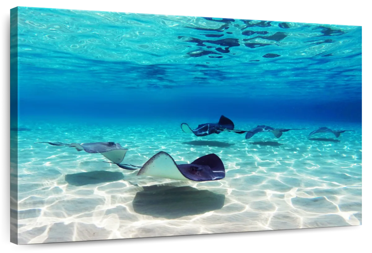 Grand Cayman Stingrays Wall Art
