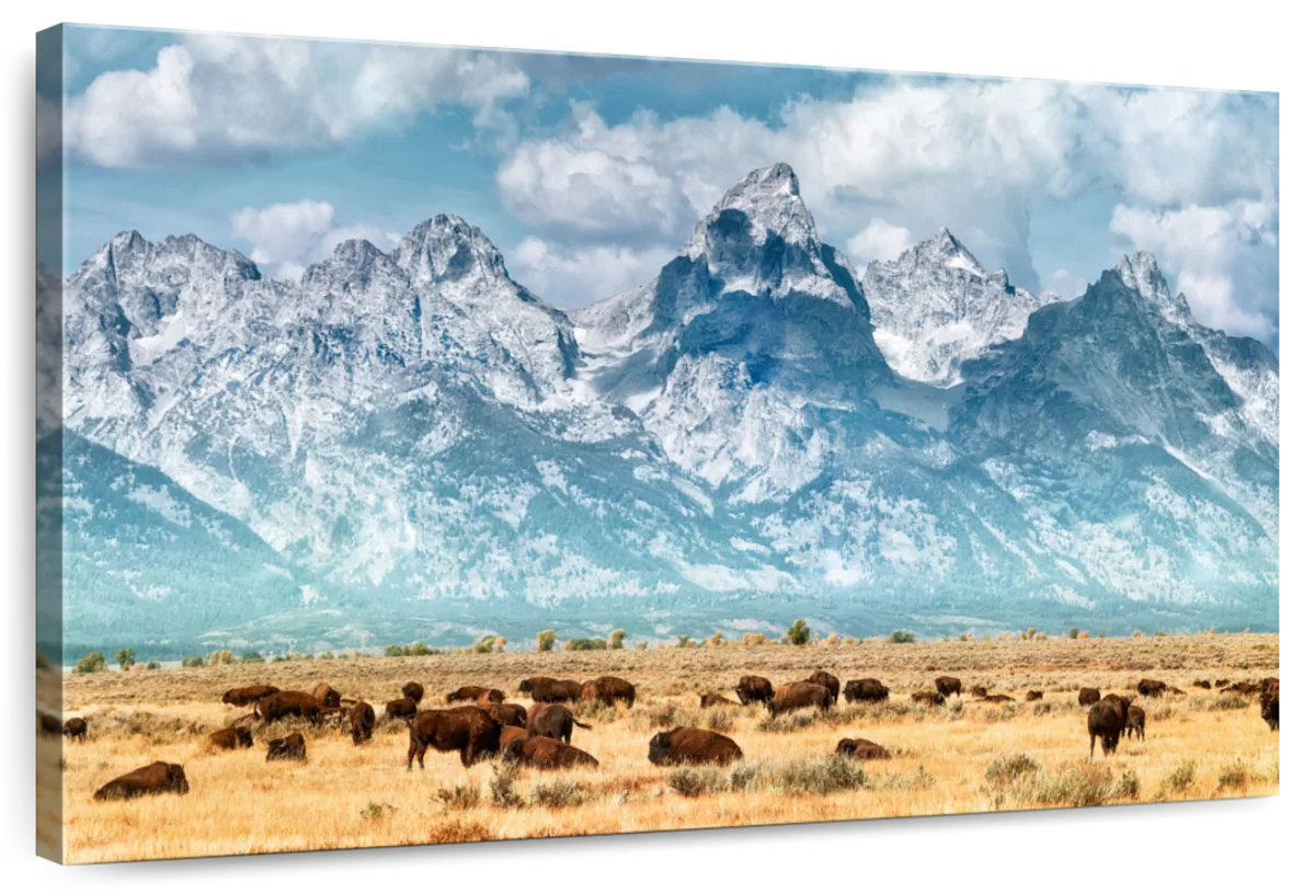 Bison Herd In Grand Teton Wall Art