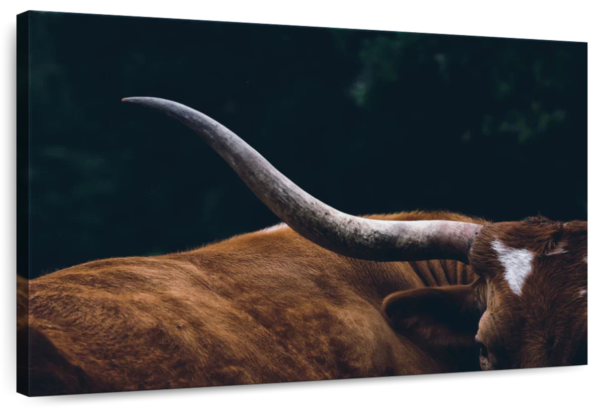 Cow Texas Longhorn Wall Art