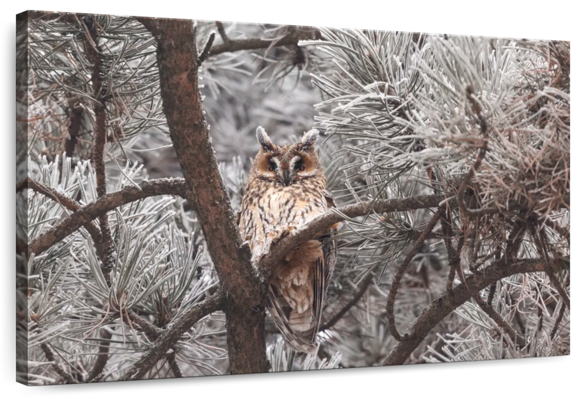 Great Horned Owl Wall Art
