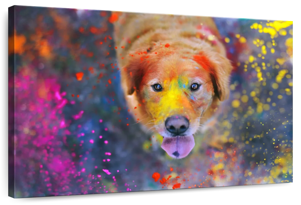 Colorful Labrador Wall Art