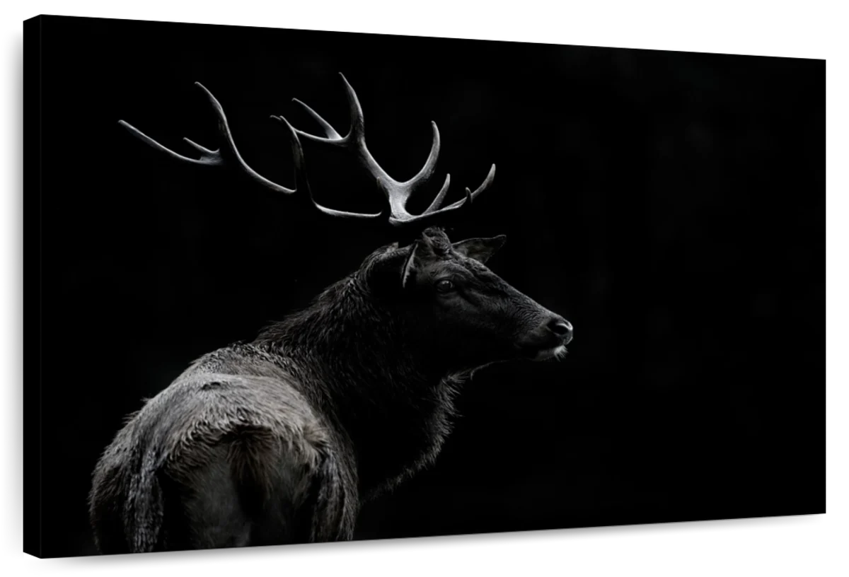 Monochrome Bull Elk Wall Art