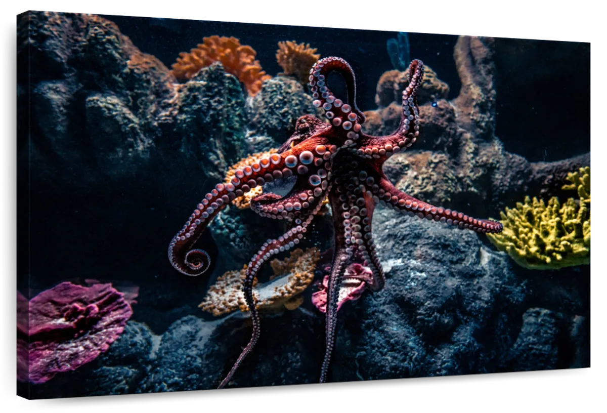 Octopus Habitat Wall Art