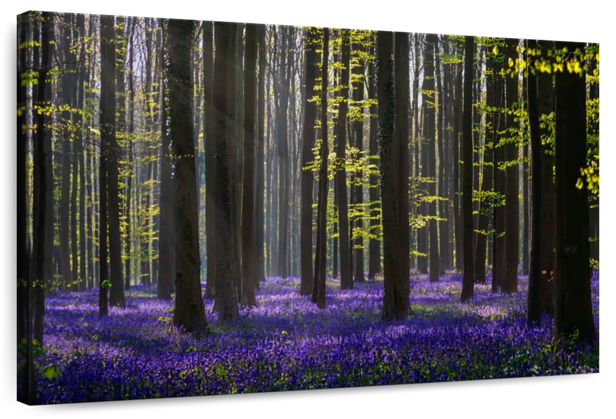 Lavender In The Forest Wall Art