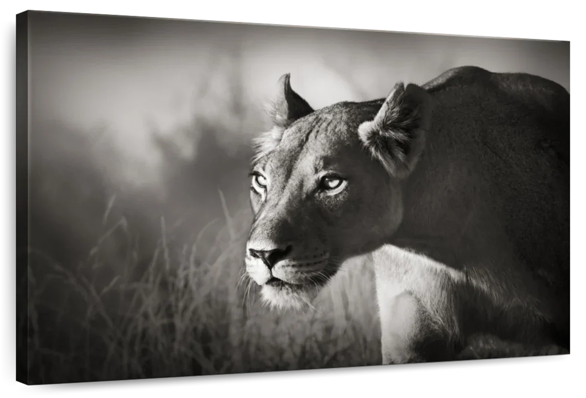 Stalking Lioness Wall Art