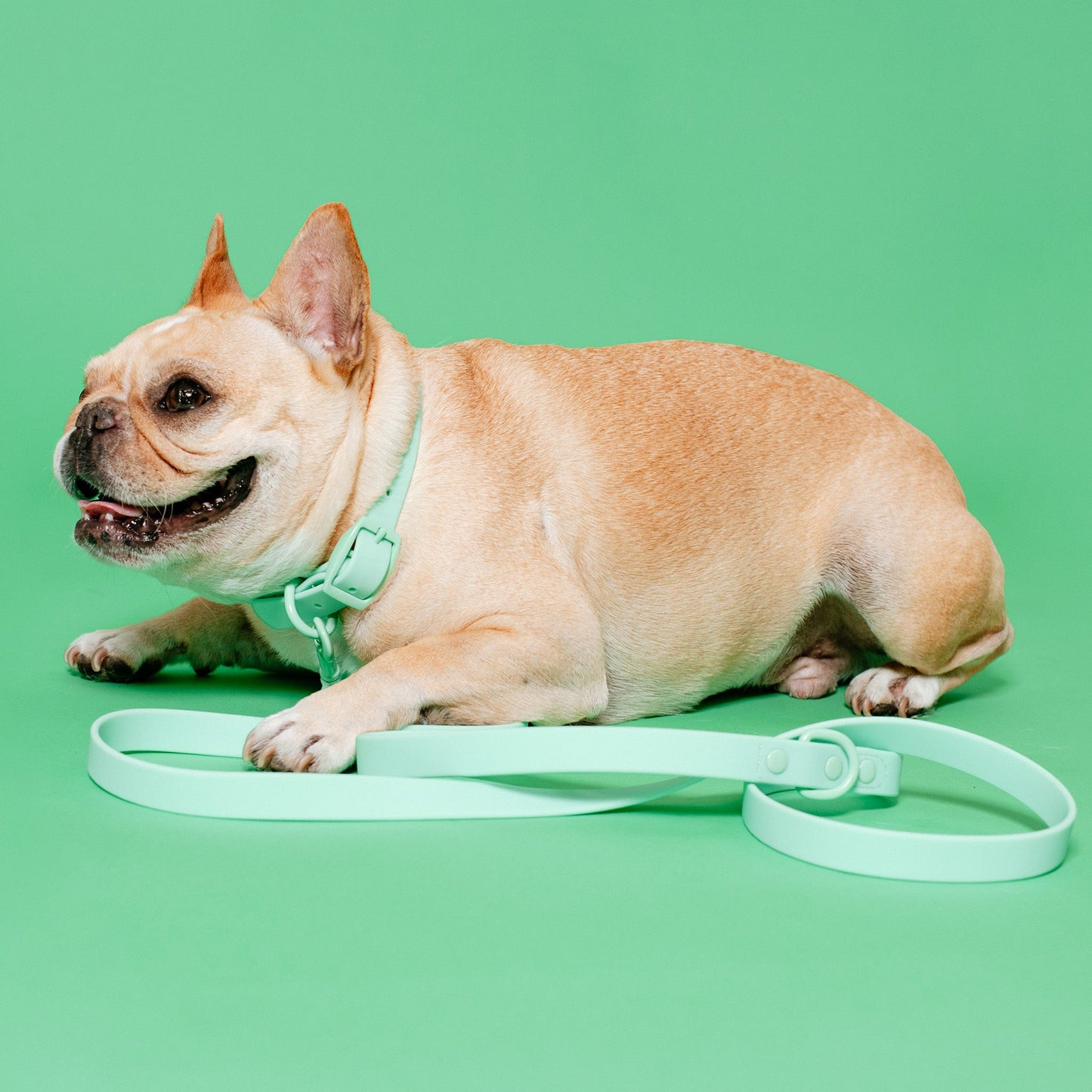 Frenchie Waterproof Leash - Mint Green
