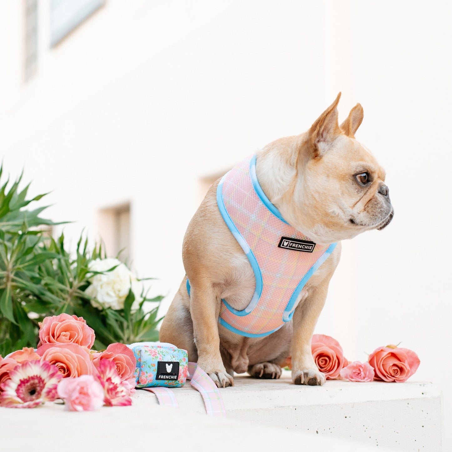 Frenchie Duo Reversible Harness - Secret Garden