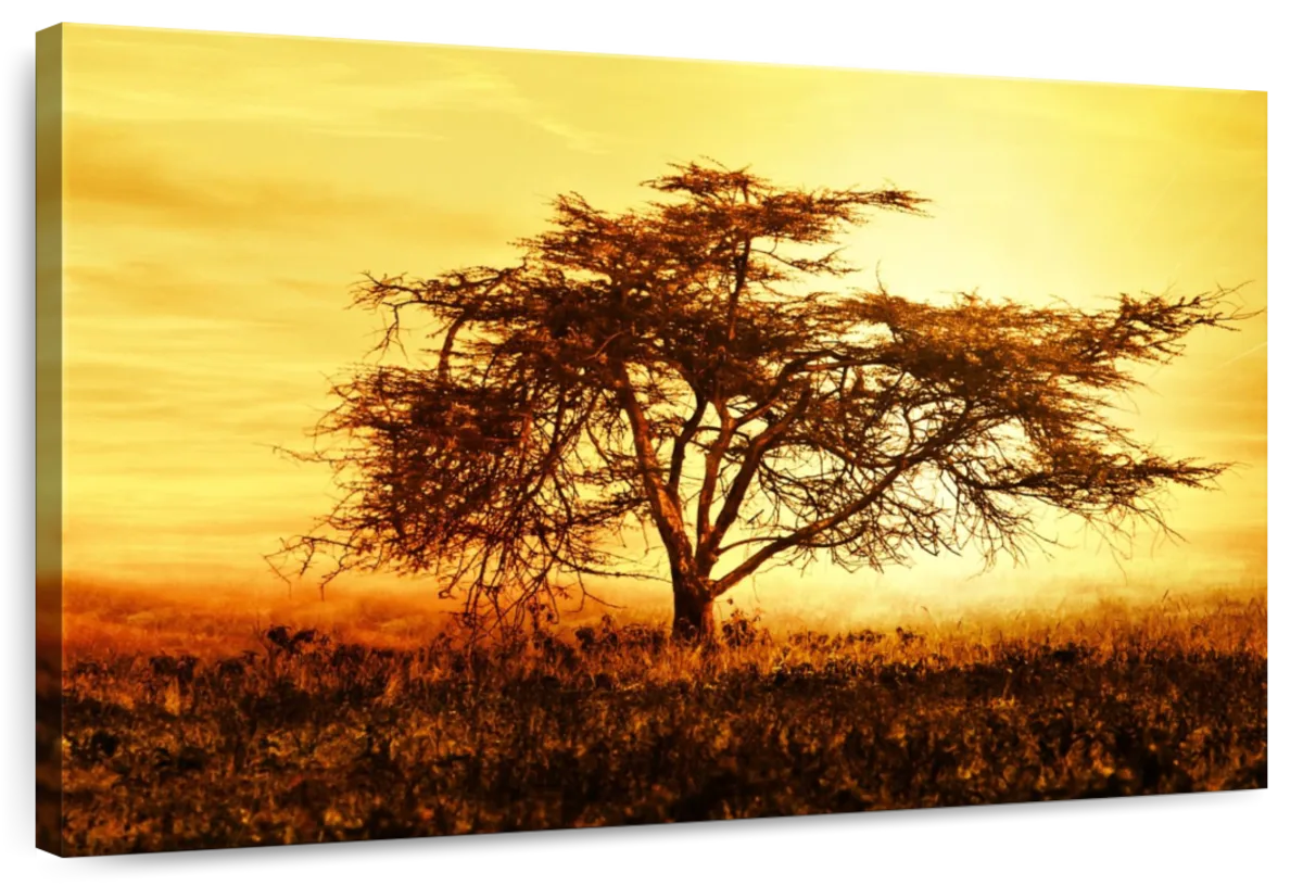 African Tree At Sunset Wall Art