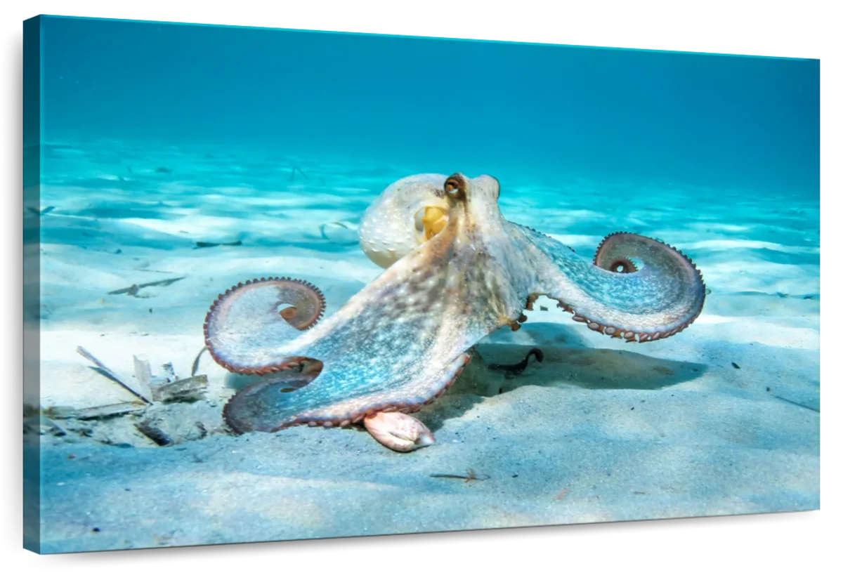 Roaming Octopus Wall Art