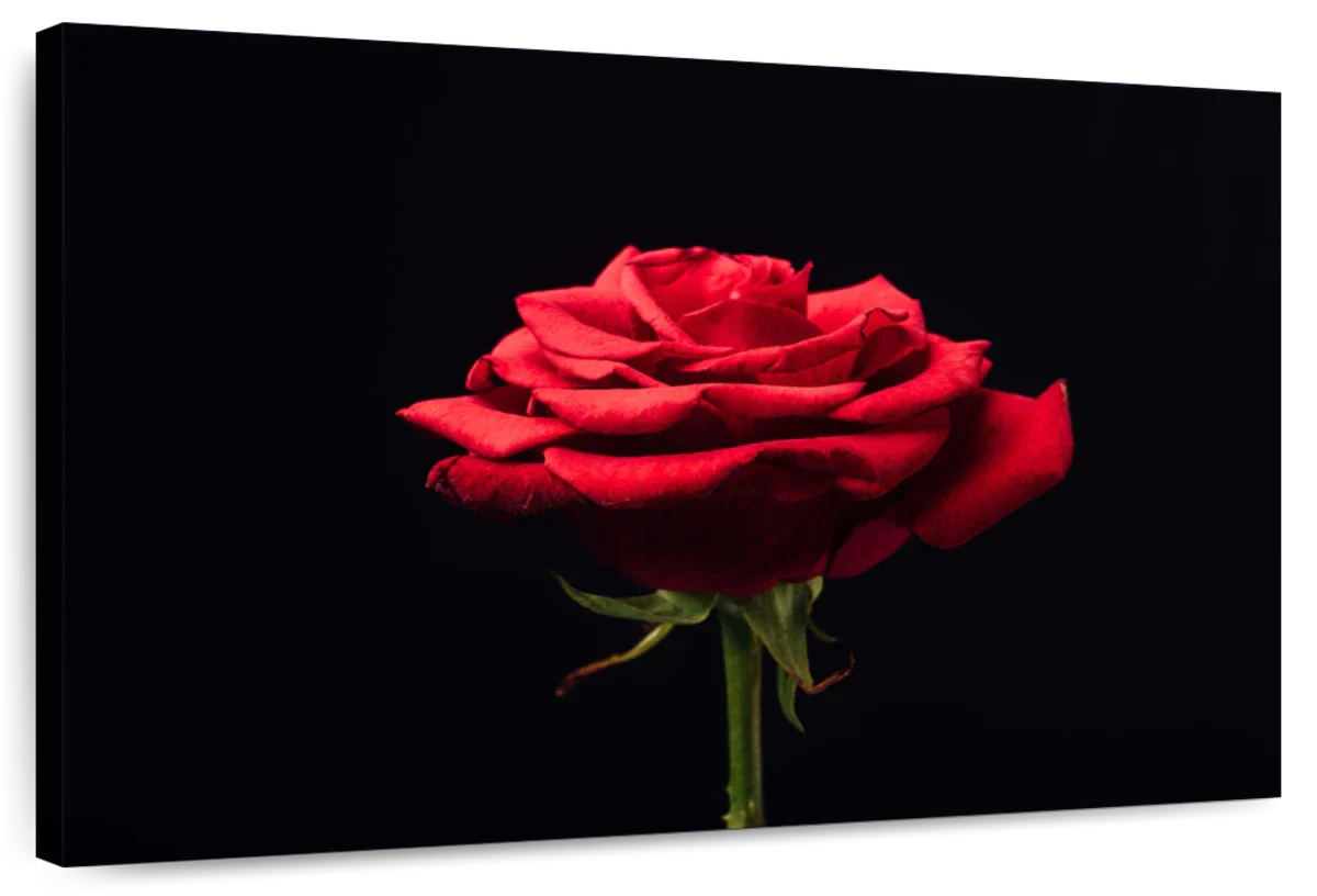 Forlorn Red Rose Wall Art
