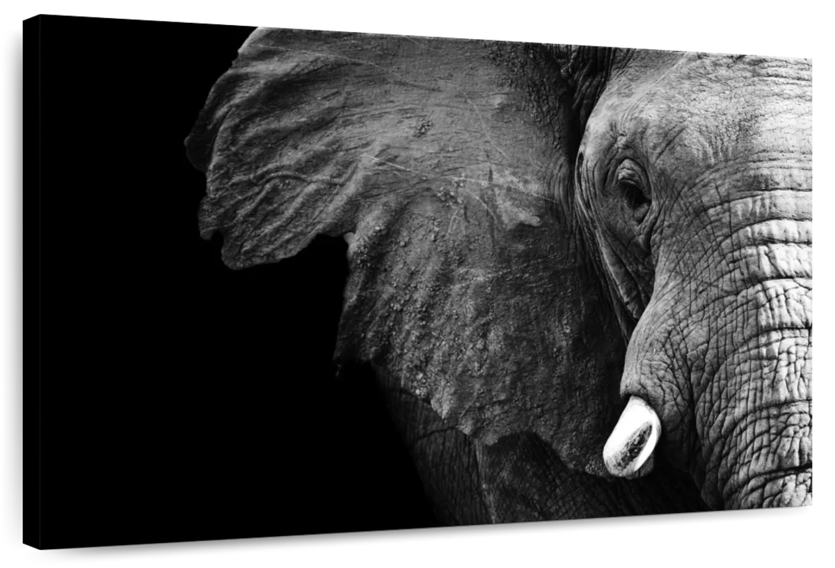 Wise Elephant Wall Art