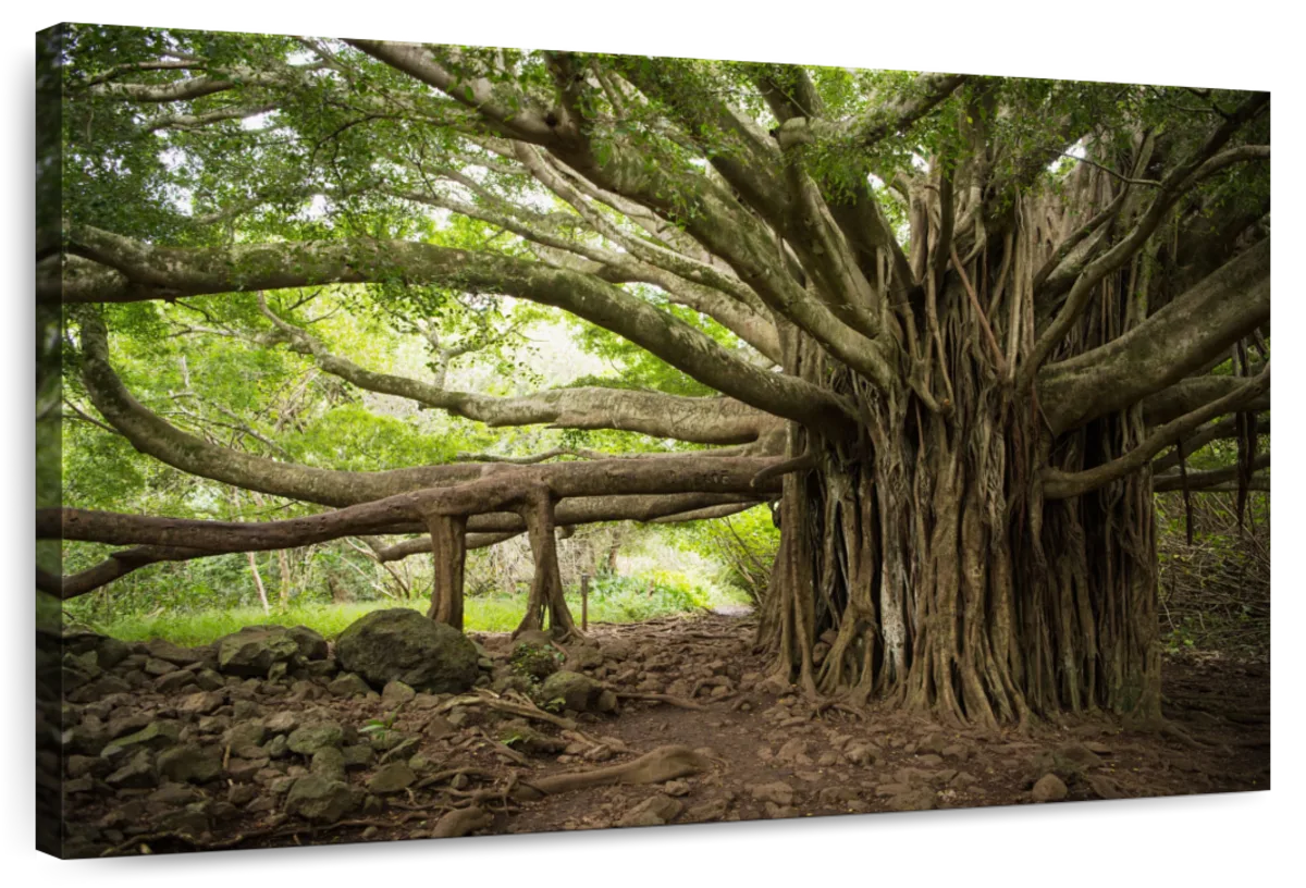 Banyan Tree Wall Art