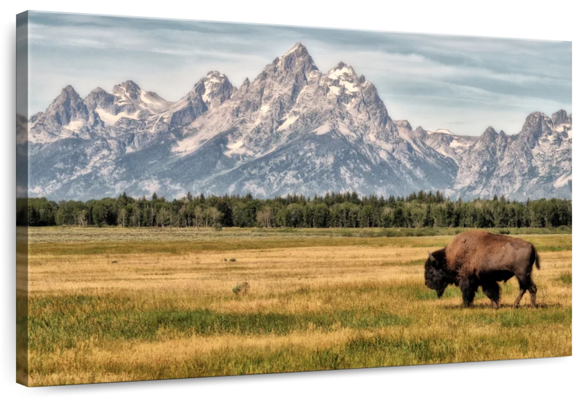 Bull Bison In Grand Teton Wall Art